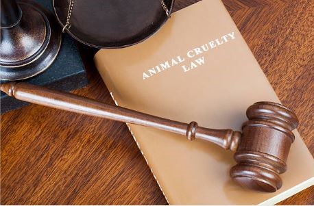 Animal Cruelty - Los Angeles County Animal Care Foundation | Los Angeles  County Animal Care Foundation